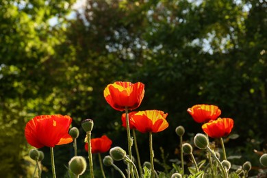 Beautiful red poppy flowers outdoors on sunny day