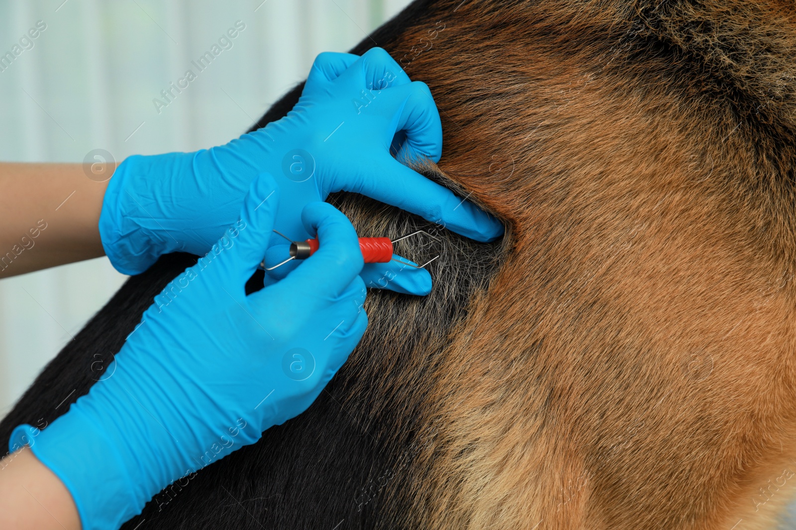 Photo of Veterinarian taking ticks off dog indoors, closeup