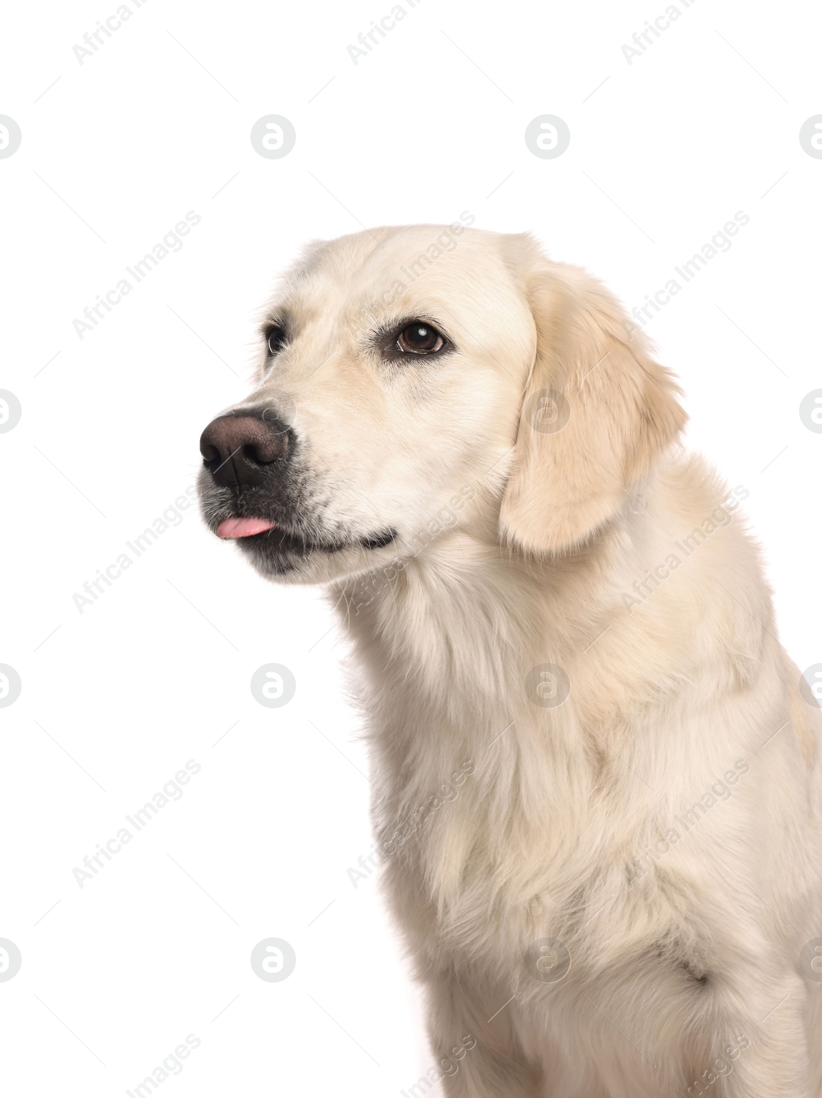 Photo of Cute Labrador Retriever showing tongue on white background