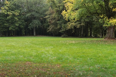 Photo of Beautiful view of public city park with green grass and dry leaves in autumn