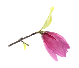 Photo of Beautiful pink magnolia flower isolated on white