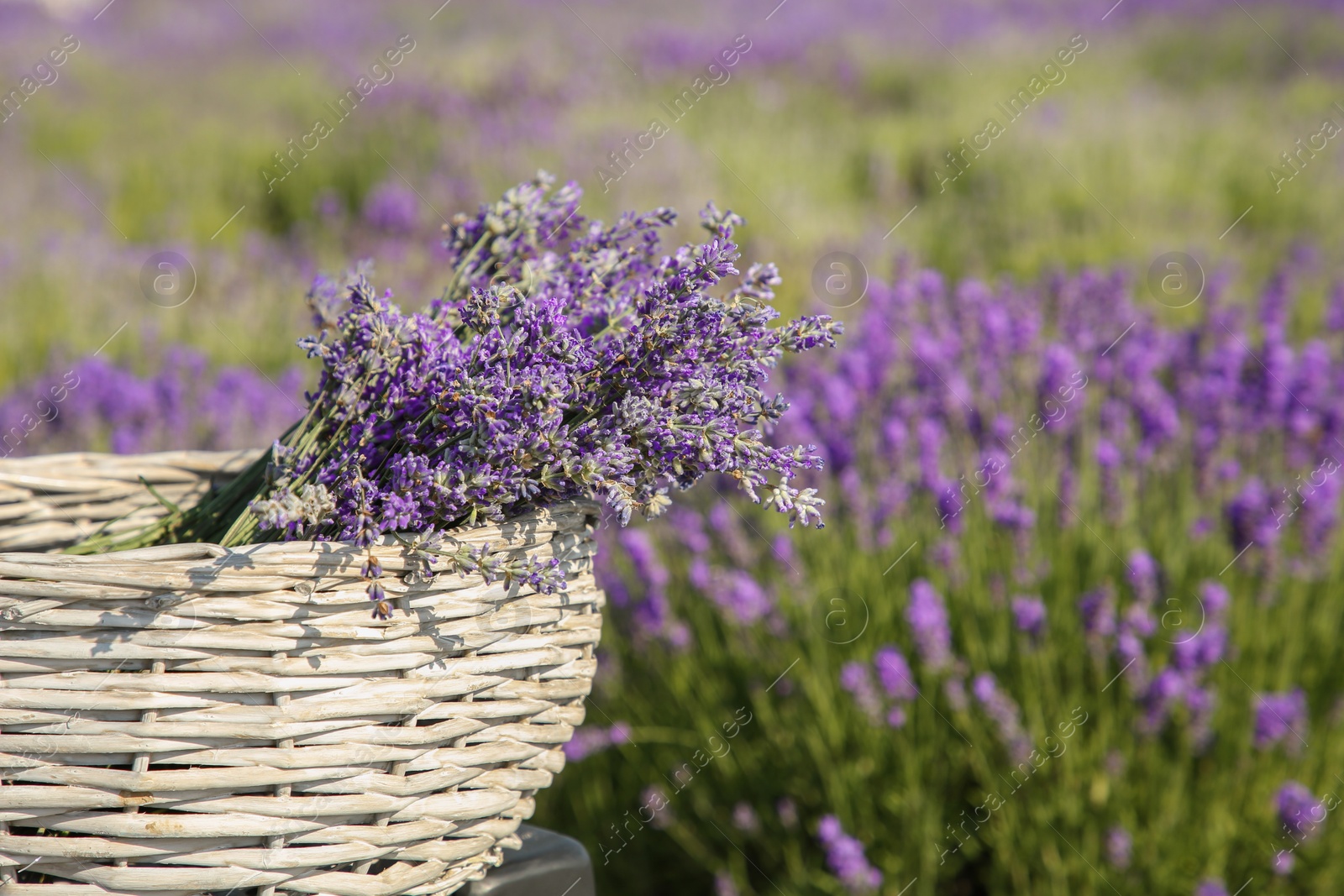 Photo of Wicker bag with beautiful lavender flowers in field, space for text