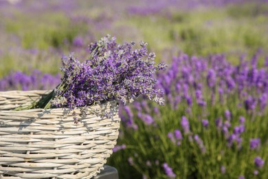 Wicker bag with beautiful lavender flowers in field, space for text