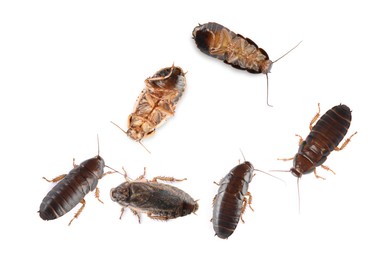 Image of Group of brown cockroaches on white background. Pest control