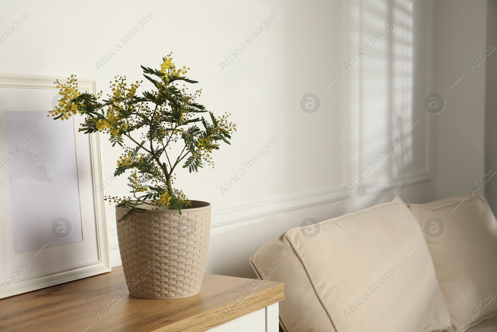 Photo of Beautiful potted mimosa and photo frame on wooden table in room, space for text