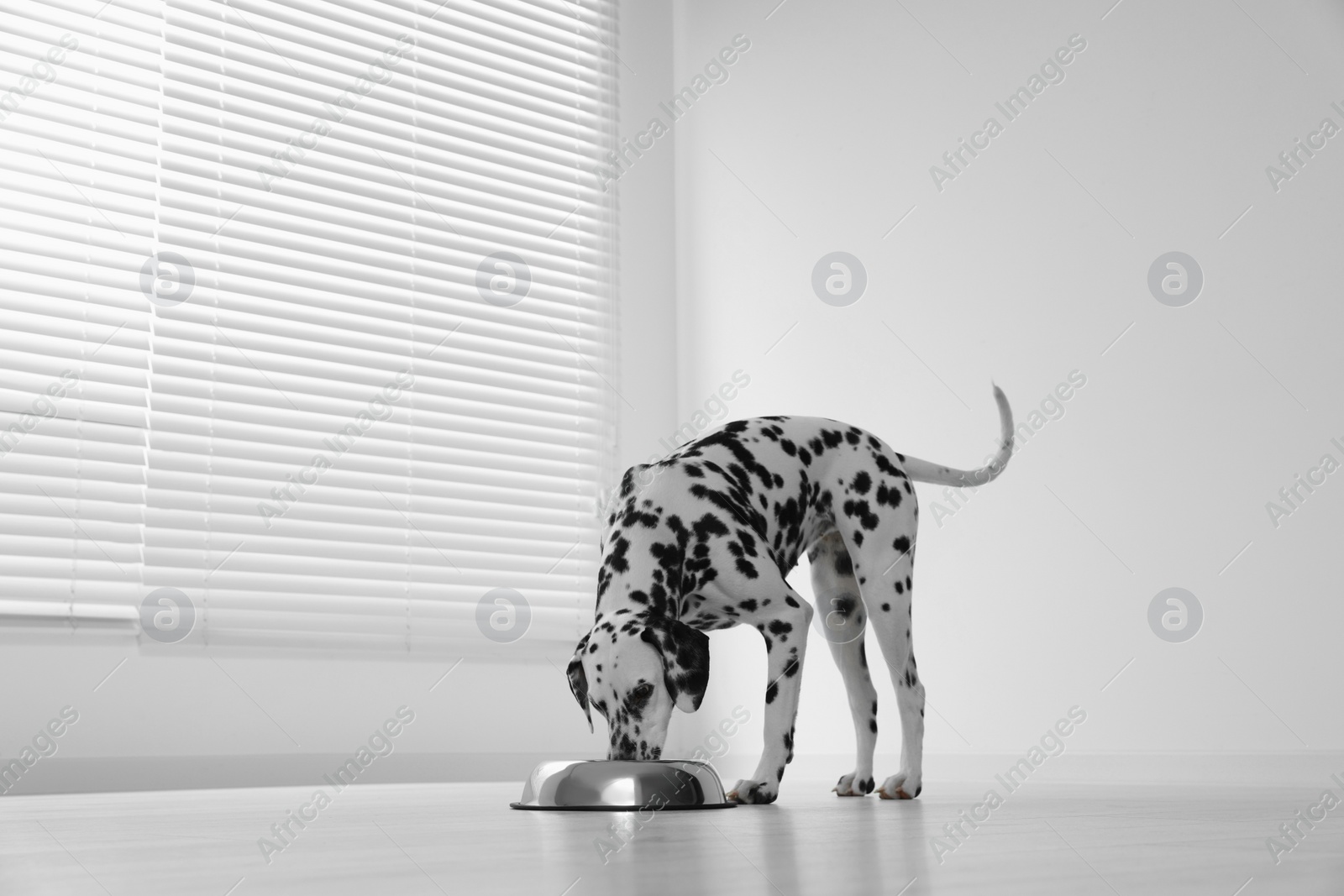 Photo of Adorable Dalmatian dog eating from bowl indoors