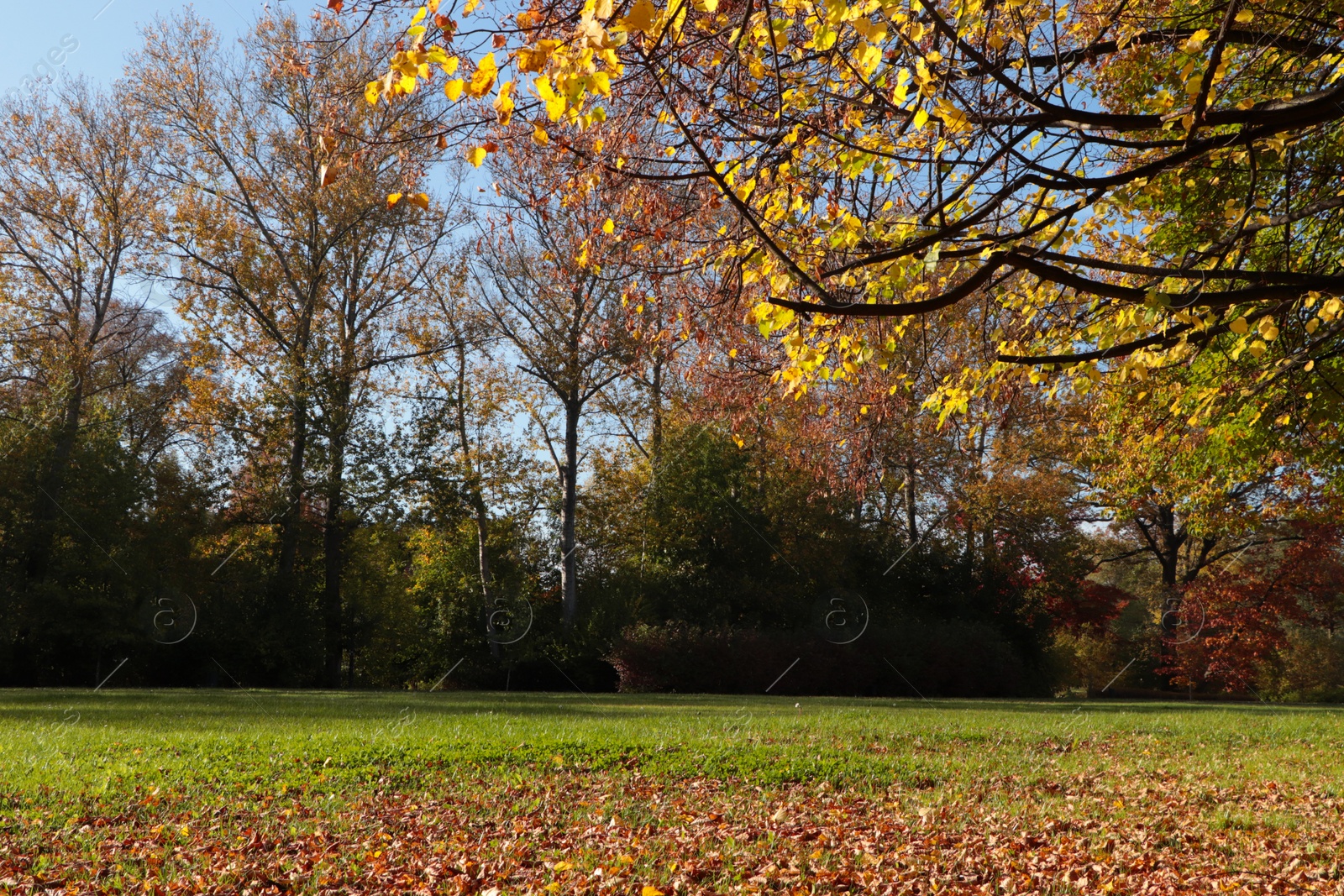 Photo of Picturesque view of park with beautiful trees. Autumn season