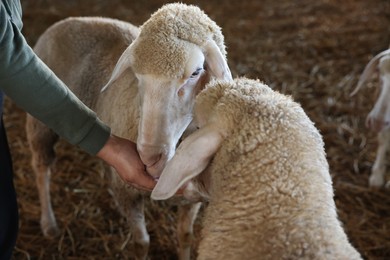 Man feeding sheep on farm, closeup. Cute animals