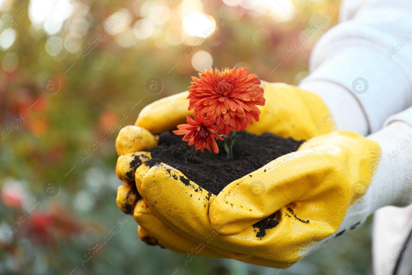 Photo of Woman in gardening gloves holding pile of soil with flowers outdoors, closeup