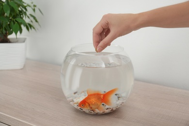 Photo of Woman feeding beautiful goldfish at wooden table indoors, closeup