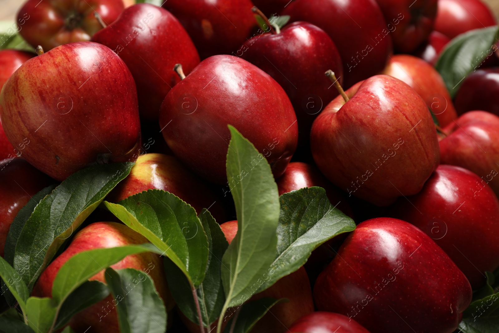 Photo of Fresh ripe red apples with leaves as background, closeup