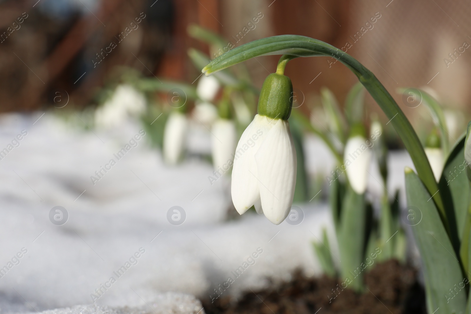 Photo of Beautiful blooming snowdrops growing outdoors, closeup with space for text. Spring flowers