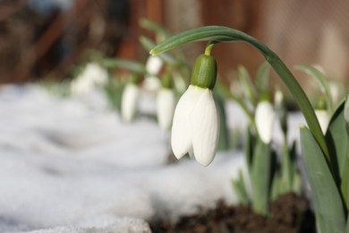 Photo of Beautiful blooming snowdrops growing outdoors, closeup with space for text. Spring flowers