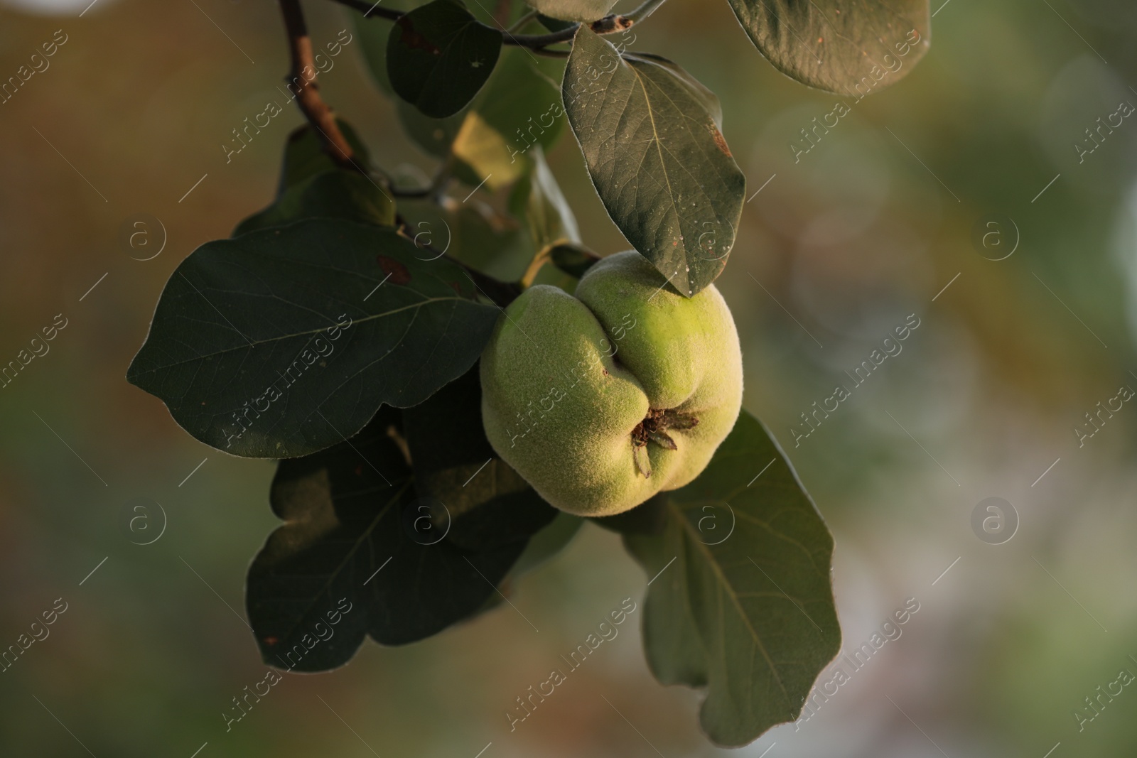 Photo of Quince tree branch with fruit outdoors, closeup