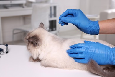Photo of Veterinary holding acupuncture needle near cat's neck in clinic, closeup. Animal treatment