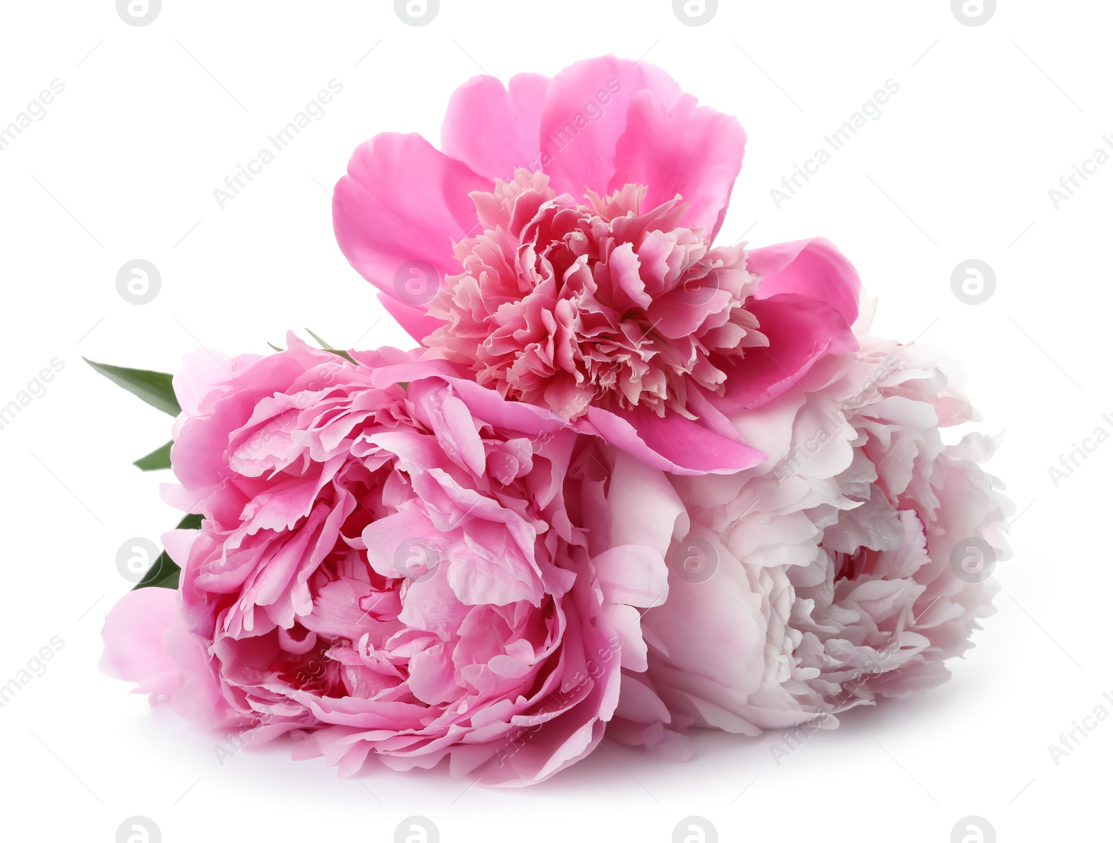 Photo of Bouquet of beautiful peonies on white background