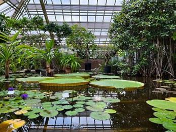 Photo of Pond with beautiful waterlily plants in greenhouse