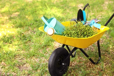 Wheelbarrow with gardening tools and plant on grass outside. Space for text