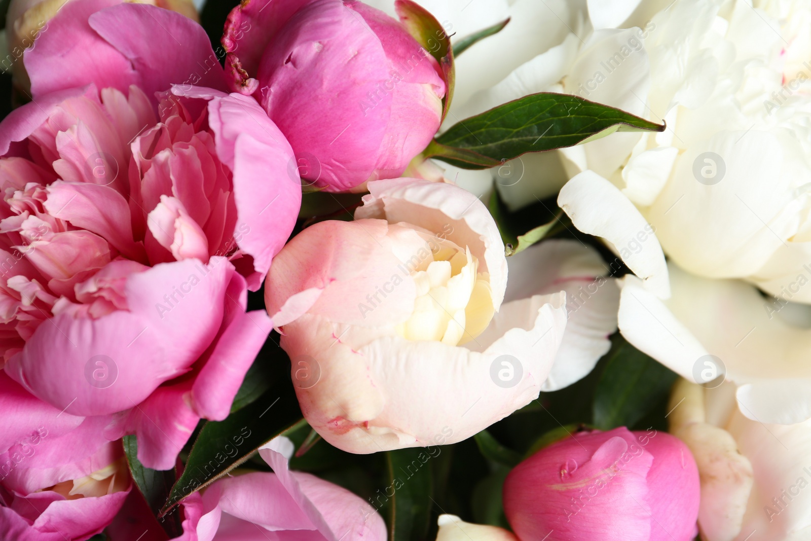 Photo of Closeup view of beautiful fragrant peony flowers