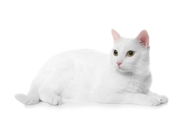 Cute cat on white background. Fluffy pet