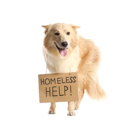 Lost dog with sign Homeless Help! on white background. Lonely pet