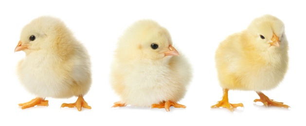 Image of Three cute fluffy chickens on white background. Farm animals