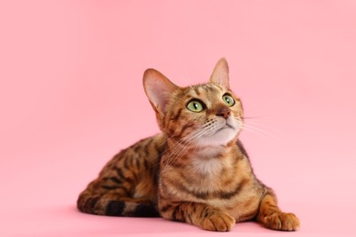 Photo of Cute Bengal cat on pink background. Adorable pet
