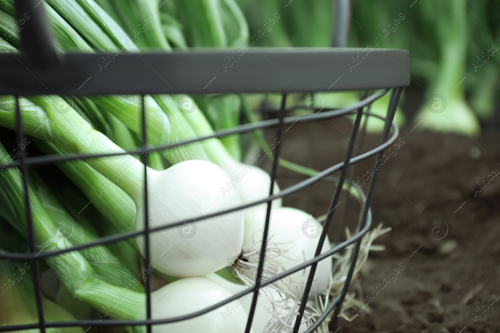 Photo of Metal basket with fresh green onions outdoors, closeup