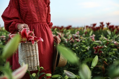 Image of Woman holding wicker bag with lilies in flower field, closeup