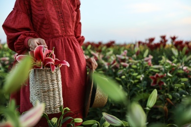 Woman holding wicker bag with lilies in flower field, closeup