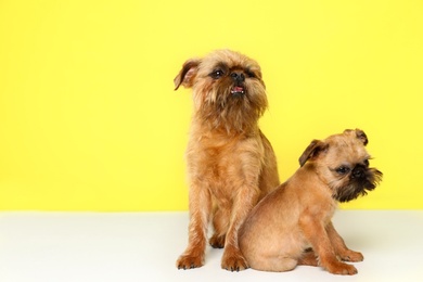 Photo of Studio portrait of funny Brussels Griffon dogs on color background. Space for text