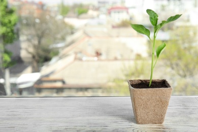 Photo of Vegetable seedling in peat pot on window sill, space for text