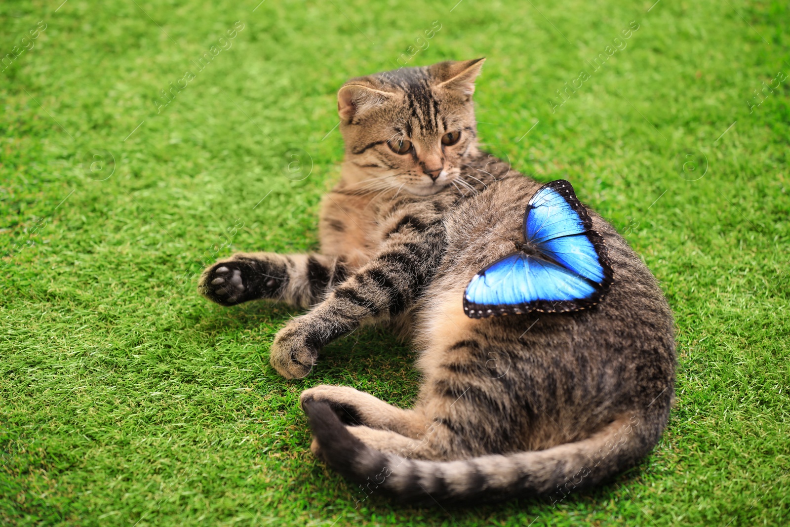 Photo of Cute tabby cat with beautiful Blue Morpho butterfly on green grass