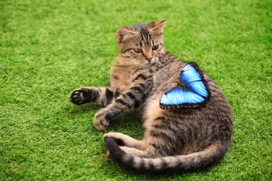 Cute tabby cat with beautiful Blue Morpho butterfly on green grass