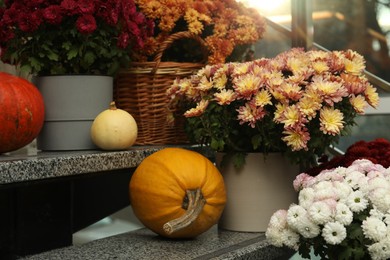 Photo of Many fresh chrysanthemum flowers in pots and pumpkins on stairs indoors