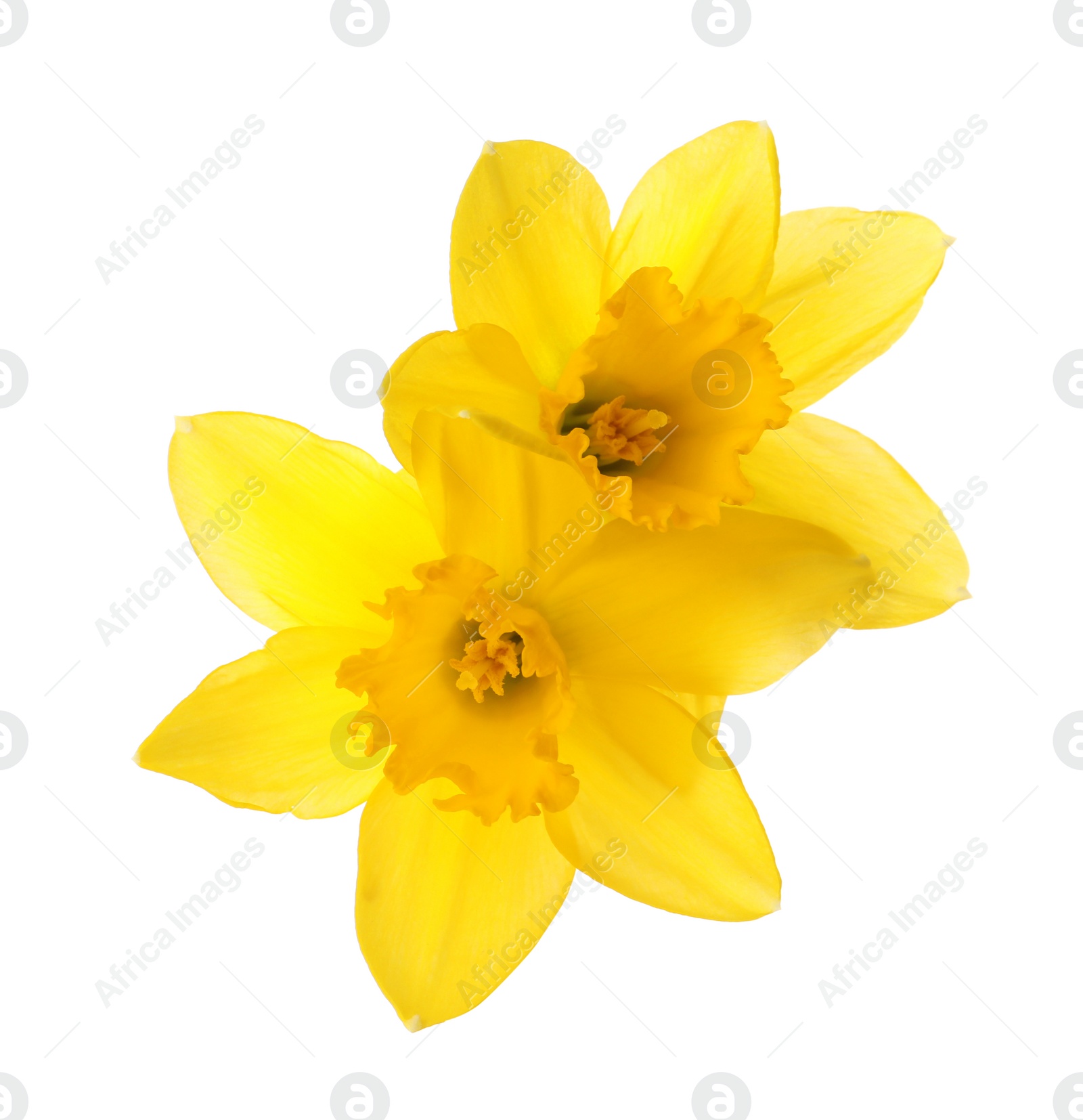 Photo of Beautiful blooming yellow daffodils on white background