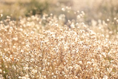 Photo of Beautiful dry plants on blurred background, closeup