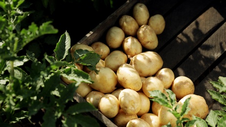 Photo of Wooden crate with raw potatoes in field, above view