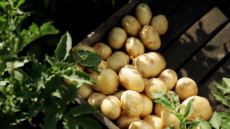 Wooden crate with raw potatoes in field, above view