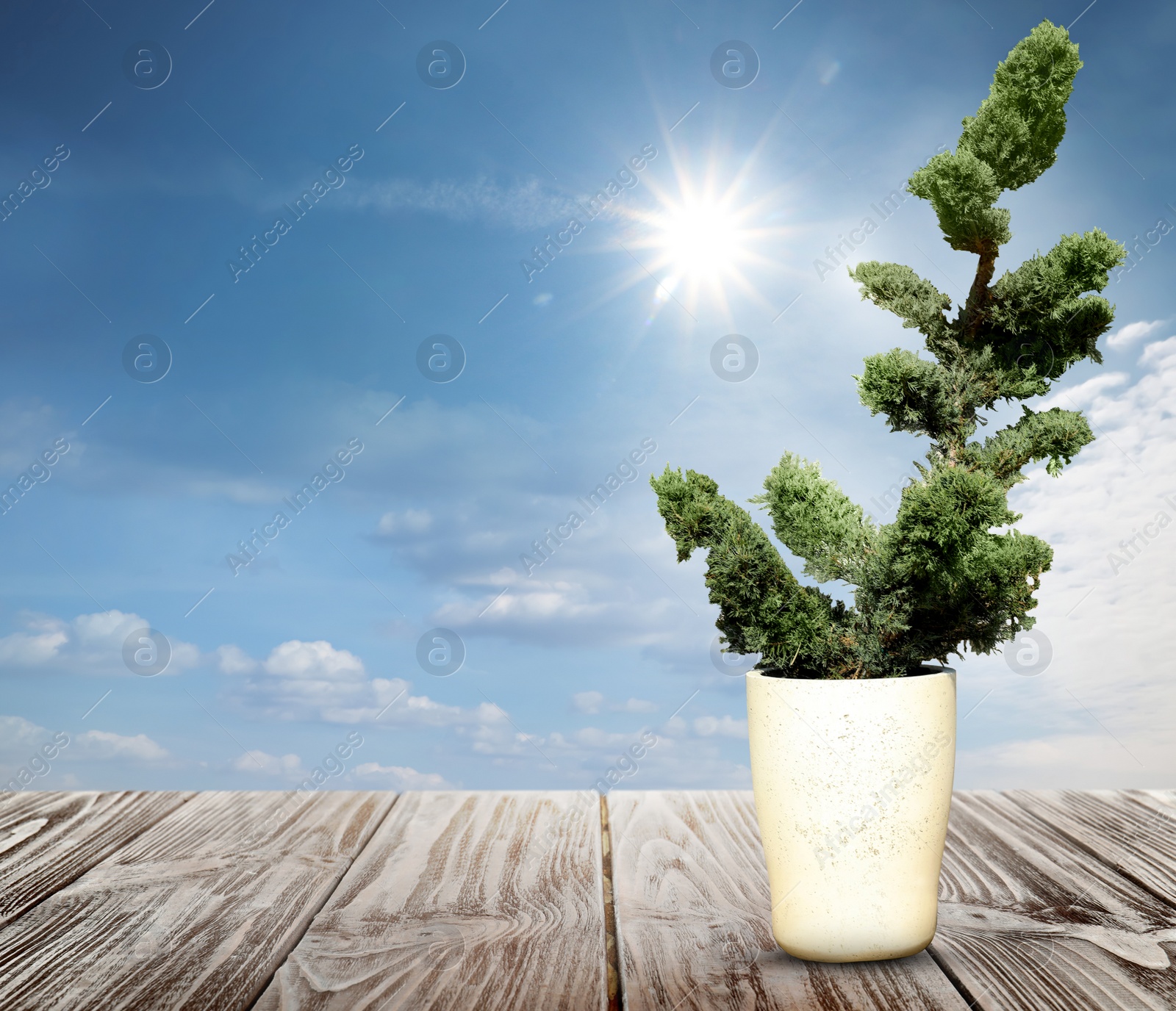 Image of Beautiful bonsai tree in pot on wooden table against blue sky, space for text