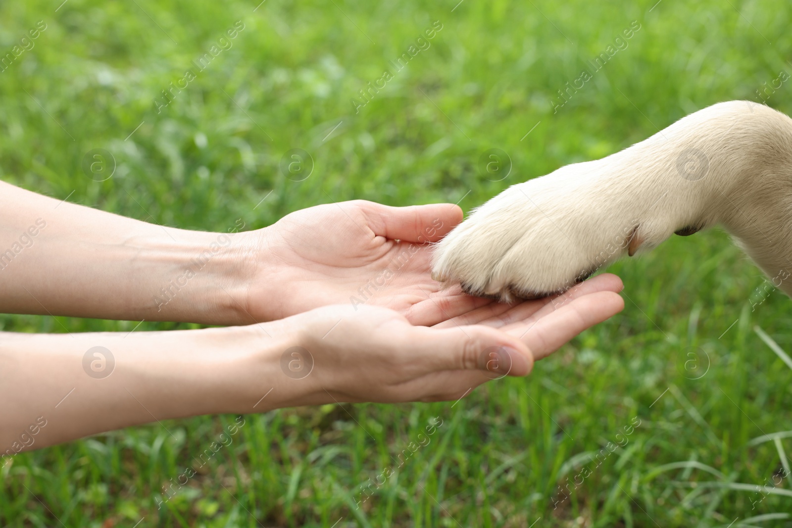 Photo of Dog giving paw to woman outdoors, closeup