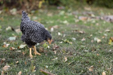 Photo of Beautiful chicken in yard on farm. Domestic animal