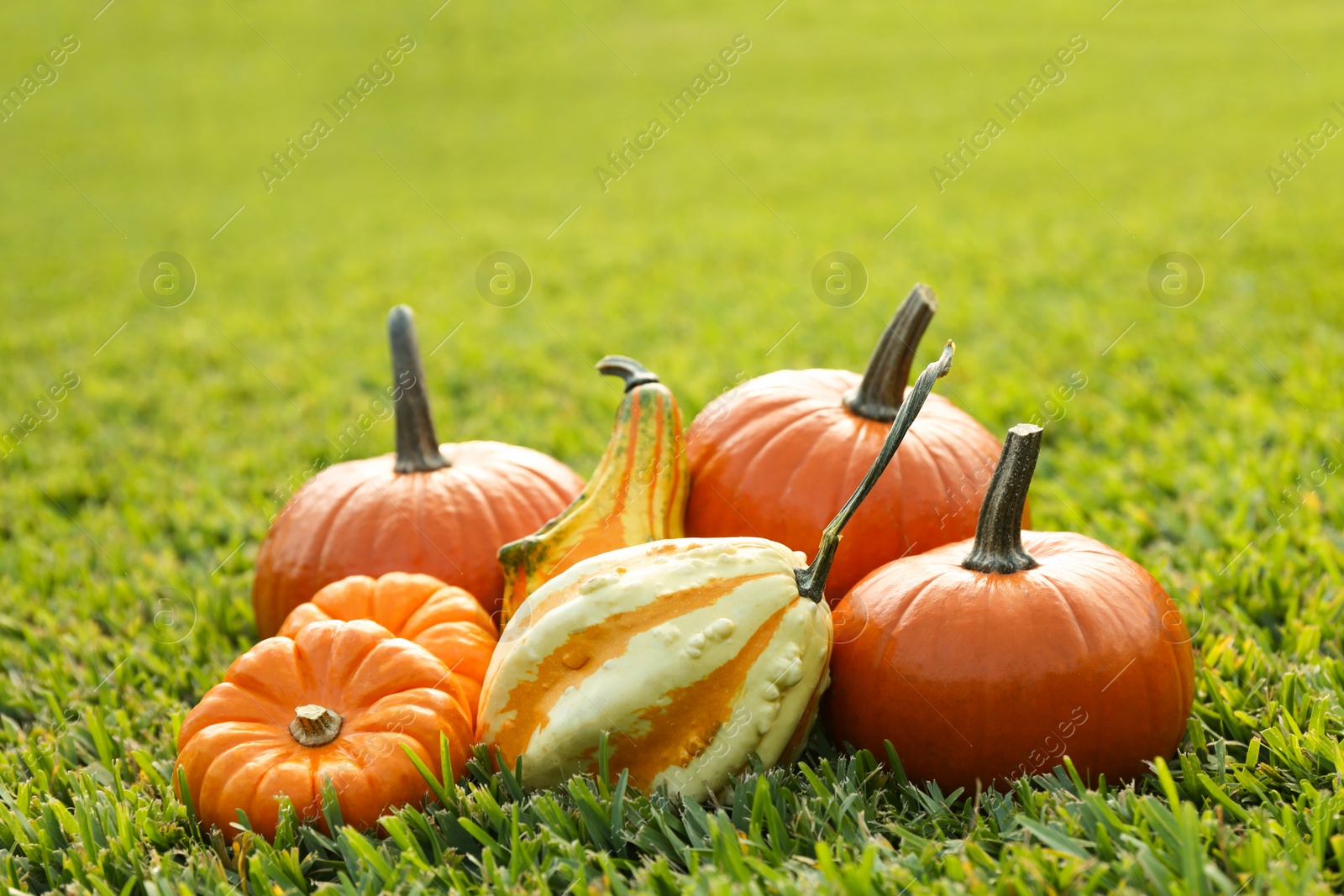Photo of Many orange pumpkins on green grass outdoors