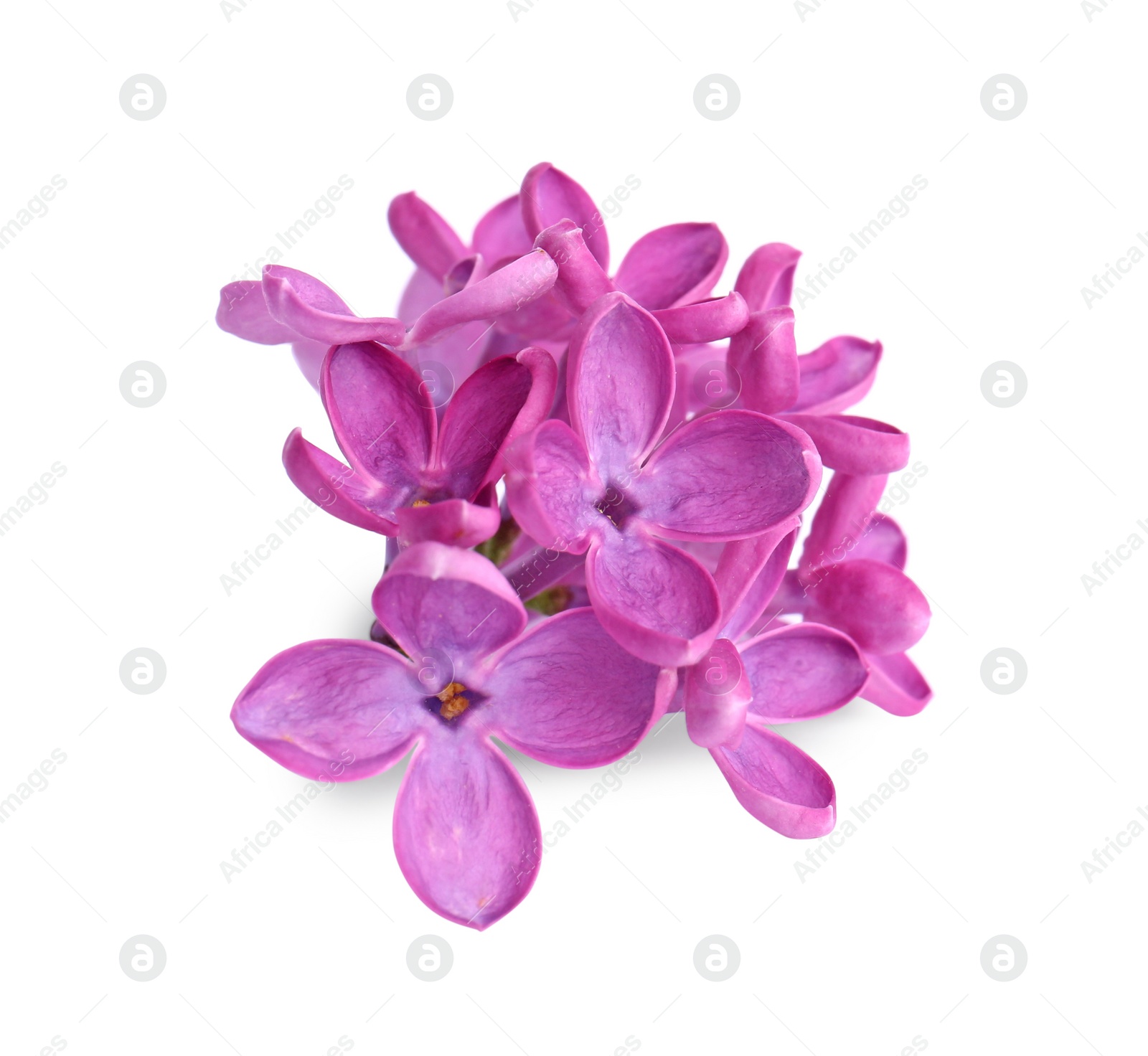 Photo of Beautiful fragrant lilac flowers isolated on white