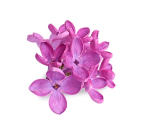 Photo of Beautiful fragrant lilac flowers isolated on white