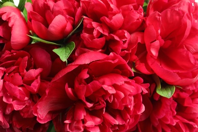 Photo of Beautiful blooming peony flowers as background, closeup