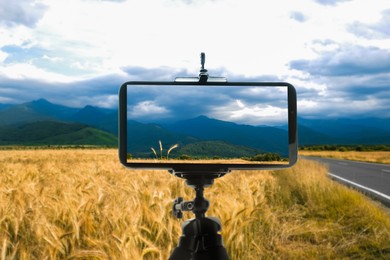 Image of Taking photo of beautiful wheat field with smartphone mounted on tripod