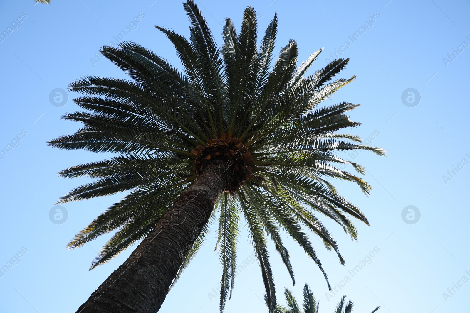 Photo of Beautiful palm tree with green leaves against clear sky, low angle view