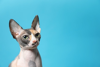 Photo of Cute sphynx cat on color background, space for text. Friendly pet