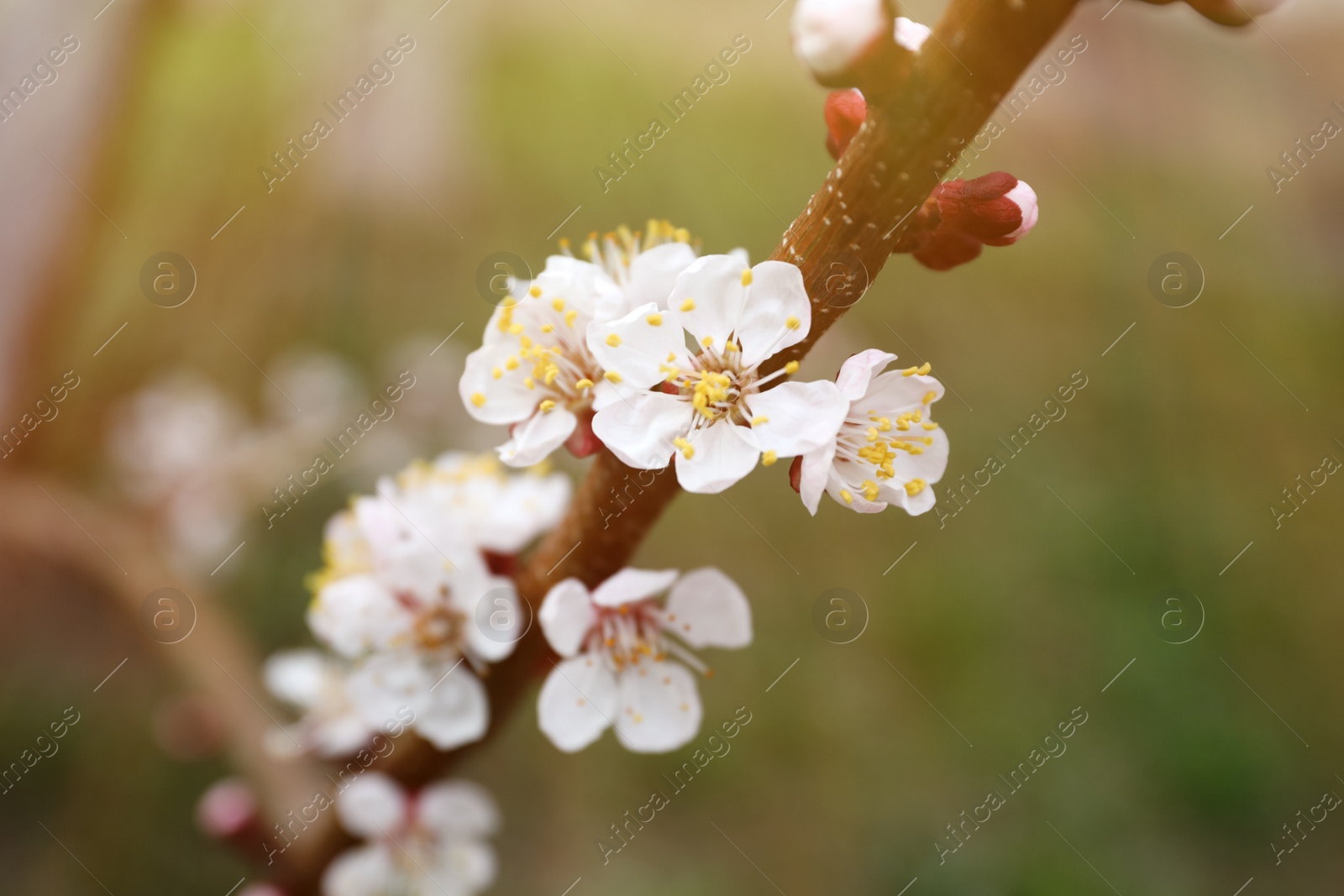 Photo of Beautiful apricot tree branch with tiny tender flowers outdoors, closeup. Awesome spring blossom